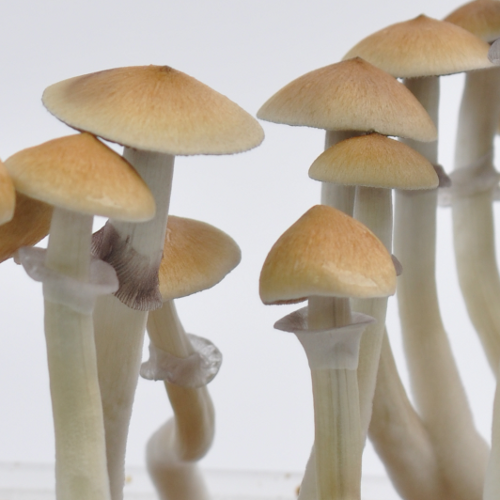 Cambodia Spore Syringe For Sale
