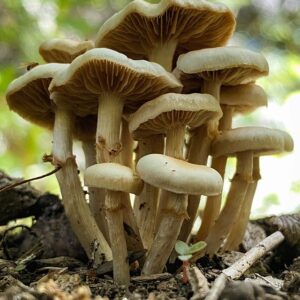 McKennaii mushrooms spores For Sale