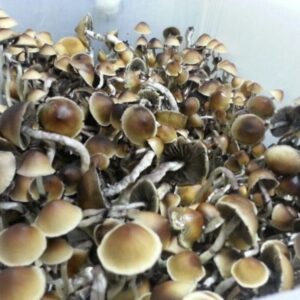 Buy penis envy mushroom
