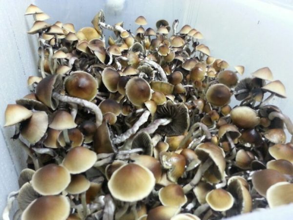 Buy penis envy mushroom